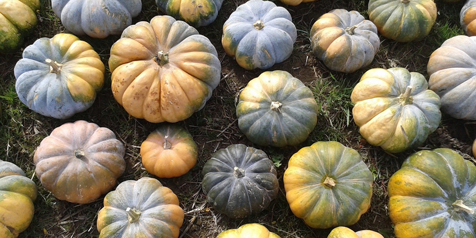 Quand l’hiver arrive, StO prépare déjà le printemps !