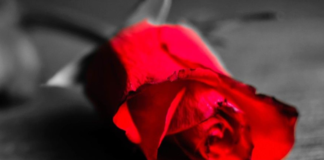 La gratitude des roses d’argent